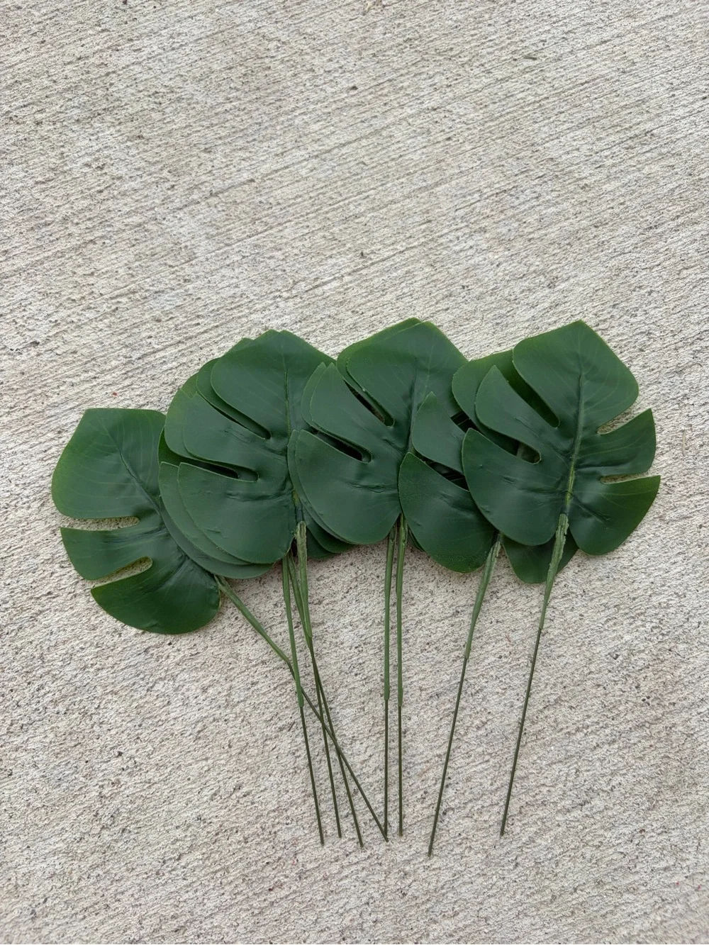 8 Baby Monstera Leaves